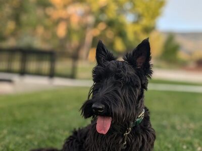 scottish terrier stud