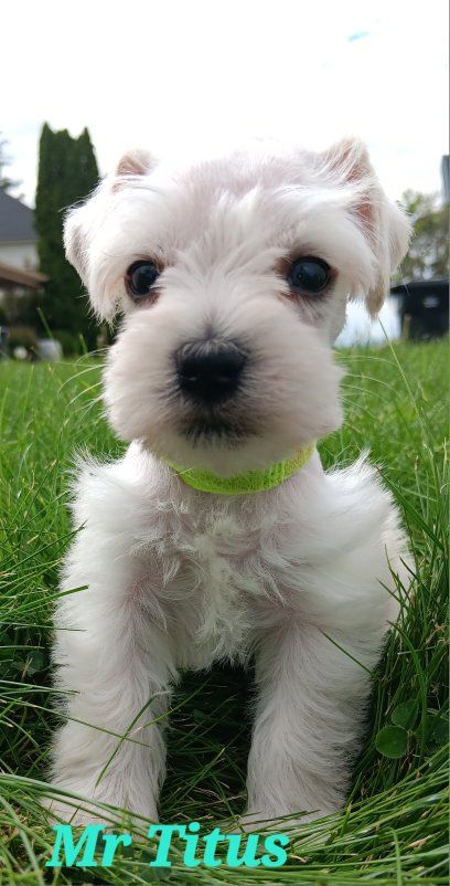 Miniature Schnauzer  Titus