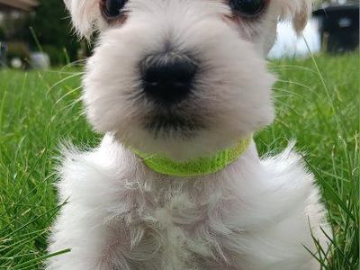 Miniature Schnauzer Titus