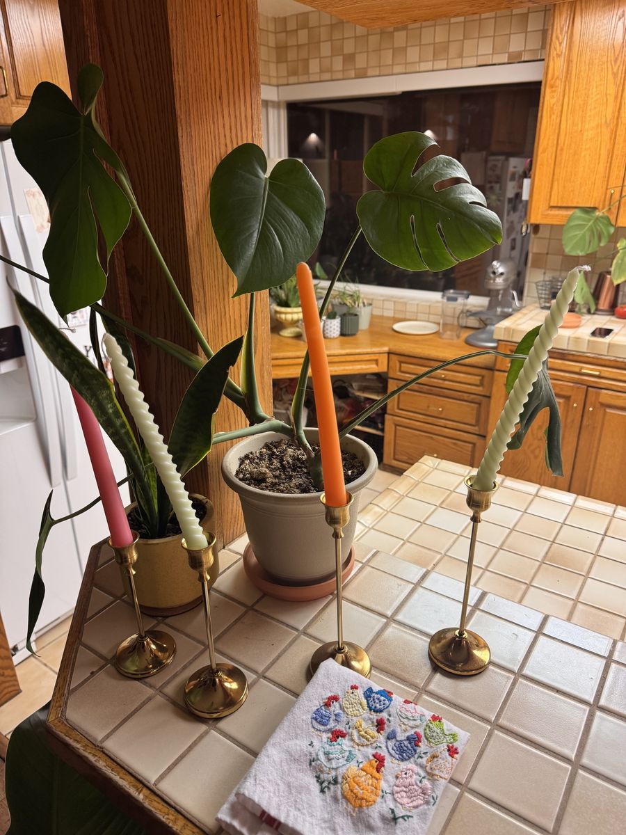 Monstera Deliciosa (Swiss Cheese Plant) - Healthy, 2ft Tall with Pot
