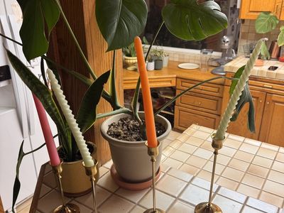 Monstera Deliciosa (Swiss Cheese Plant) - Healthy, 2ft Tall with Pot