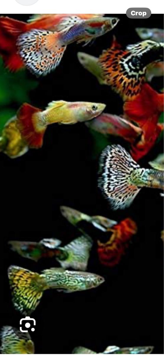 Looking for fancy guppies
