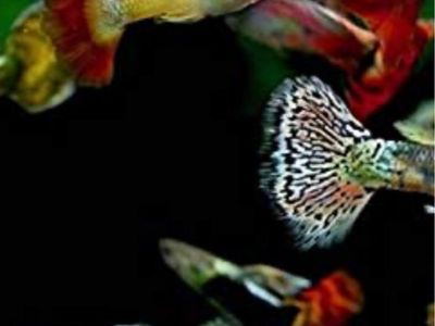 Looking for fancy guppies
