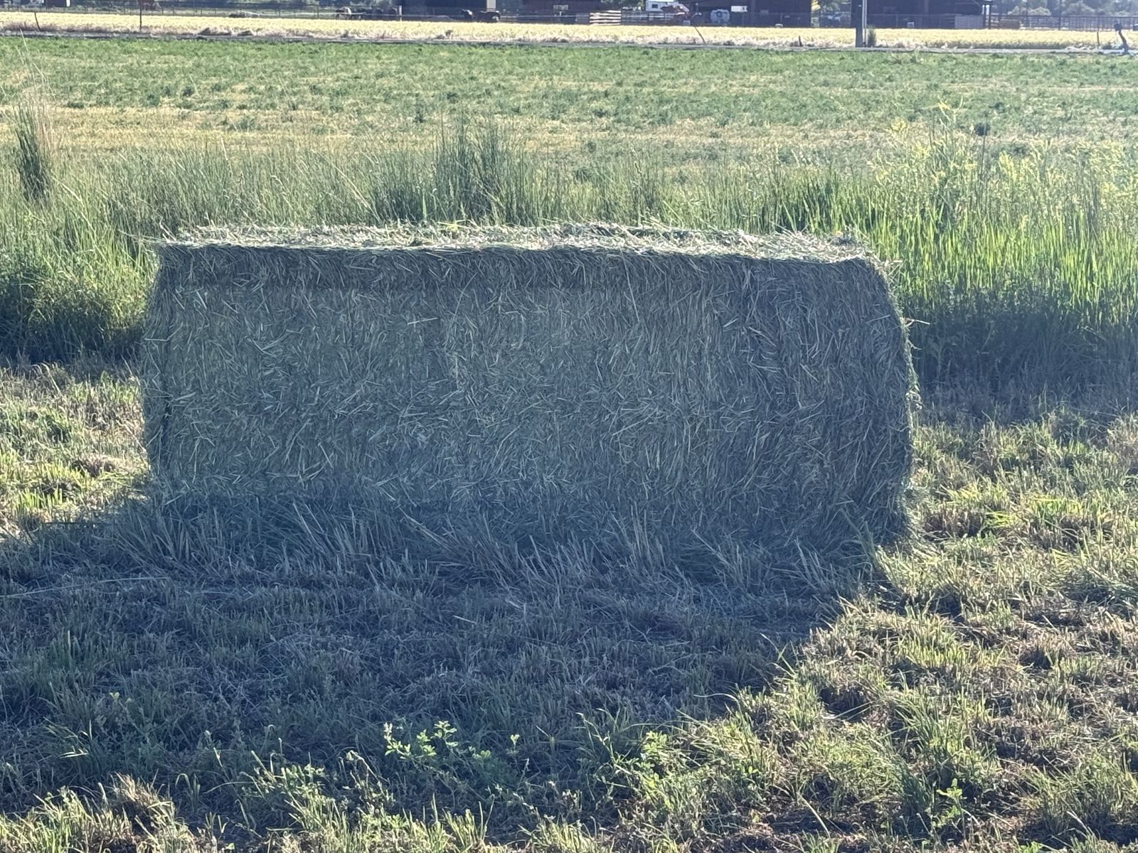 Grass hay