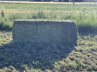 Grass hay