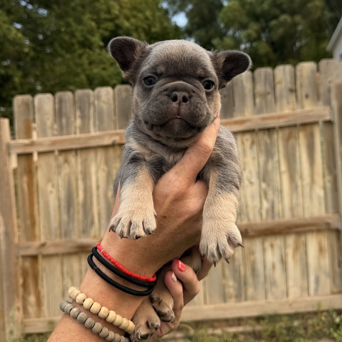 French Bulldog Puppy 