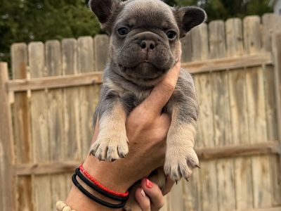 French Bulldog Puppy
