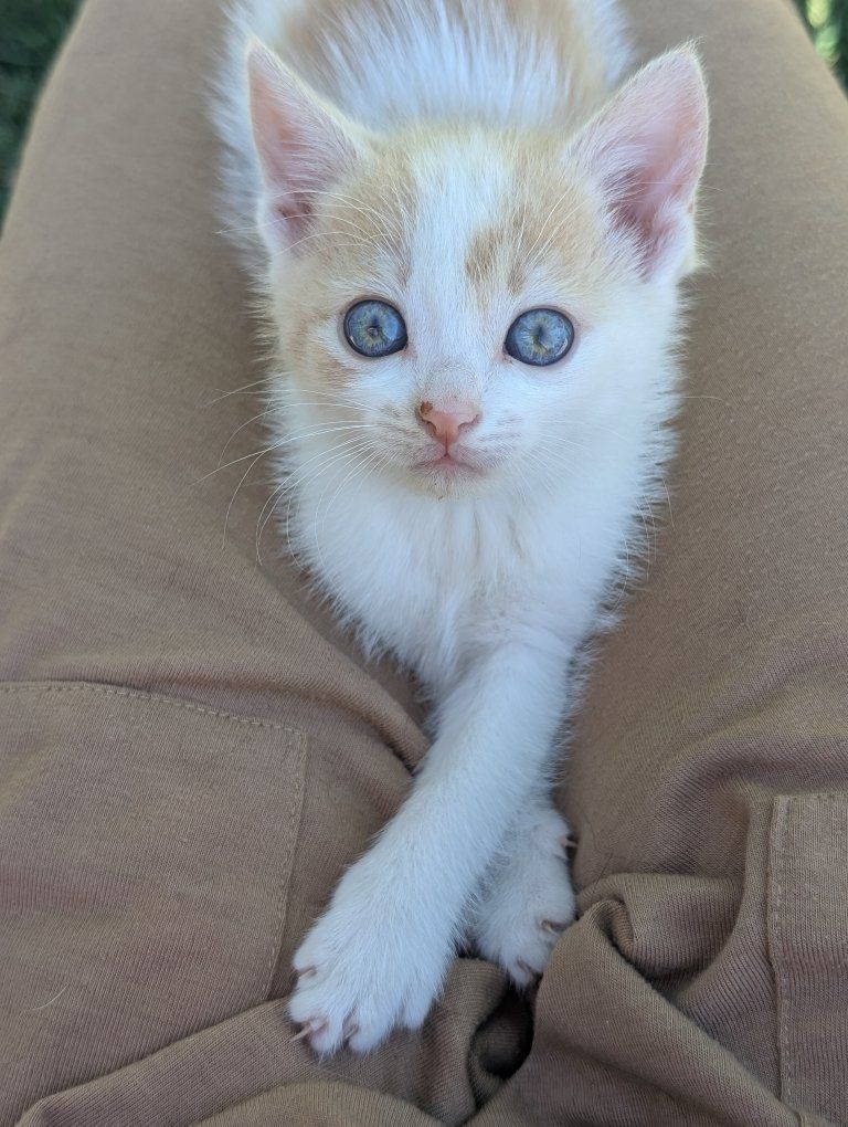 Adorable Farm Kittens