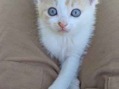 Adorable Farm Kittens