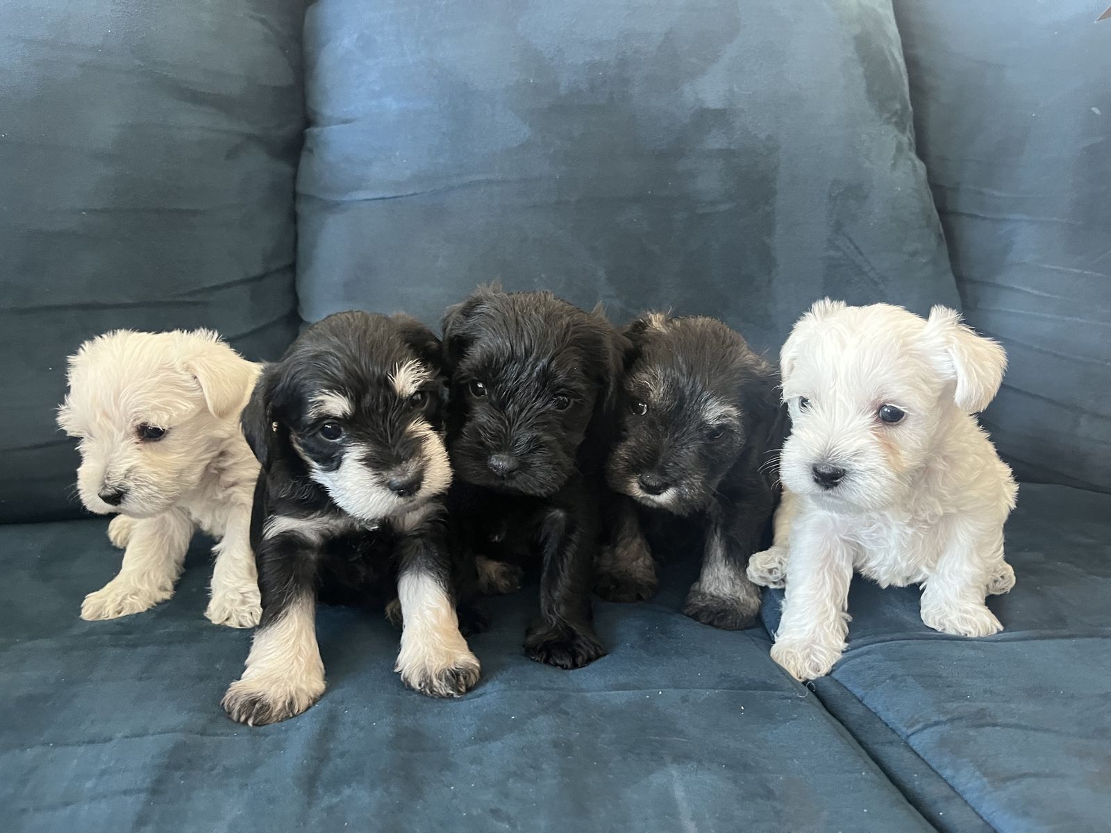 Purebred AKC Mini Schnauzers