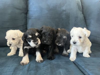 Purebred AKC Mini Schnauzers
