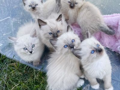 GORGEOUS SWEET RAGDOLLS! STAY SMALL w/ BEST Playful Puppy Doglike temperaments (Sheds Less/Less allergenic)