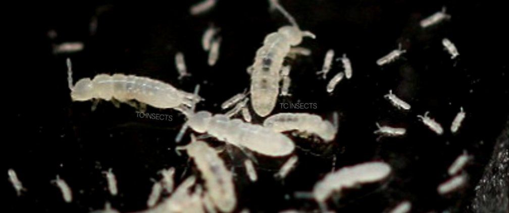 Springtail Starter Colony for terrarium ect...