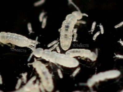 Springtail Starter Colony for terrarium ect...