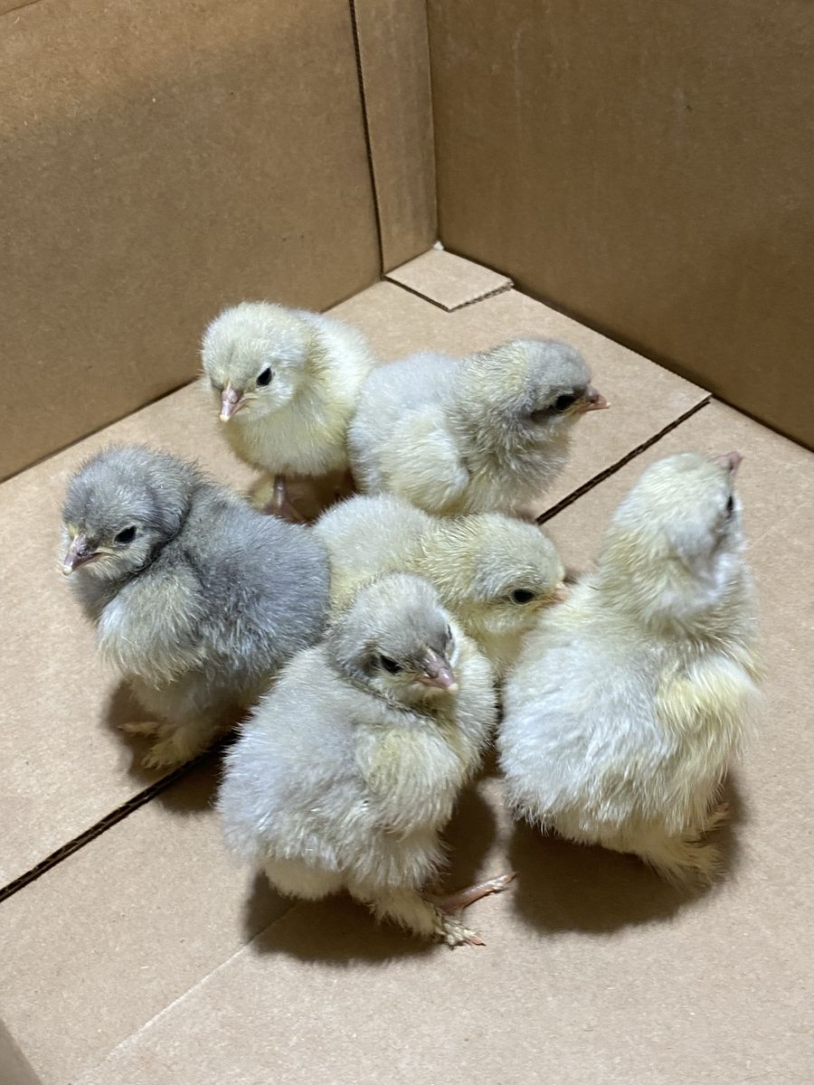 Splash Cochin Chicks