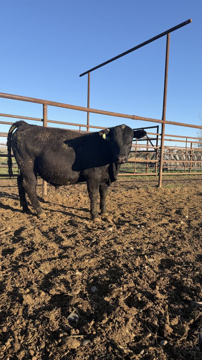 Yearling Registered Angus bulls