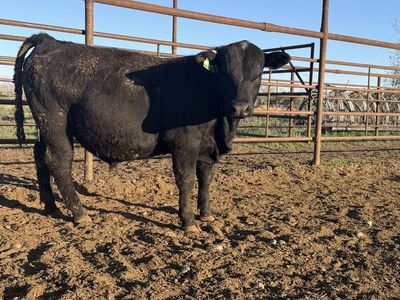 Yearling Registered Angus bulls