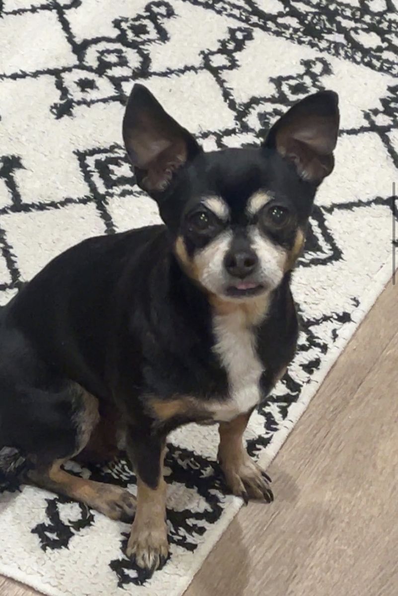 FOUND FEMALE BLACK AND TAN  CHIHUAHUA IN OGDEN