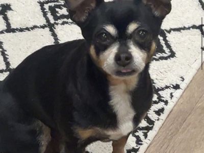 FOUND FEMALE BLACK AND TAN CHIHUAHUA IN OGDEN