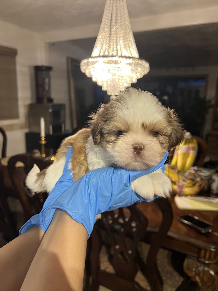 Pure Bred Shih Tzu Puppies