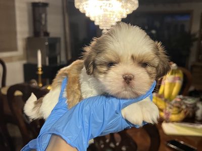 Pure Bred Shih Tzu Puppies