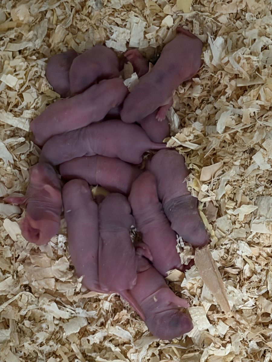 Live & FT Feeder Rats