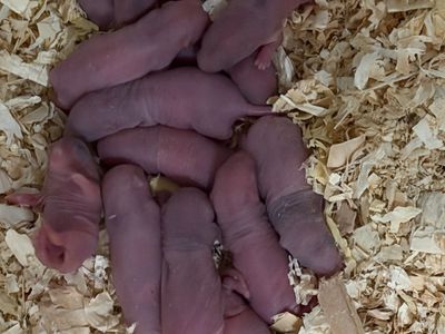 Live & FT Feeder Rats