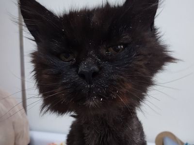 Hello my name is Siobhan