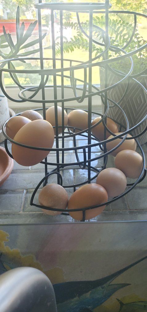 Black Metal Spiral Egg Holder Dispenser Rack - Gravity Fed Storage Basket for Fresh Eggs