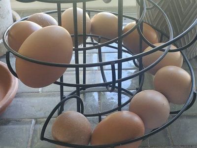 Black Metal Spiral Egg Holder Dispenser Rack - Gravity Fed Storage Basket for Fresh Eggs