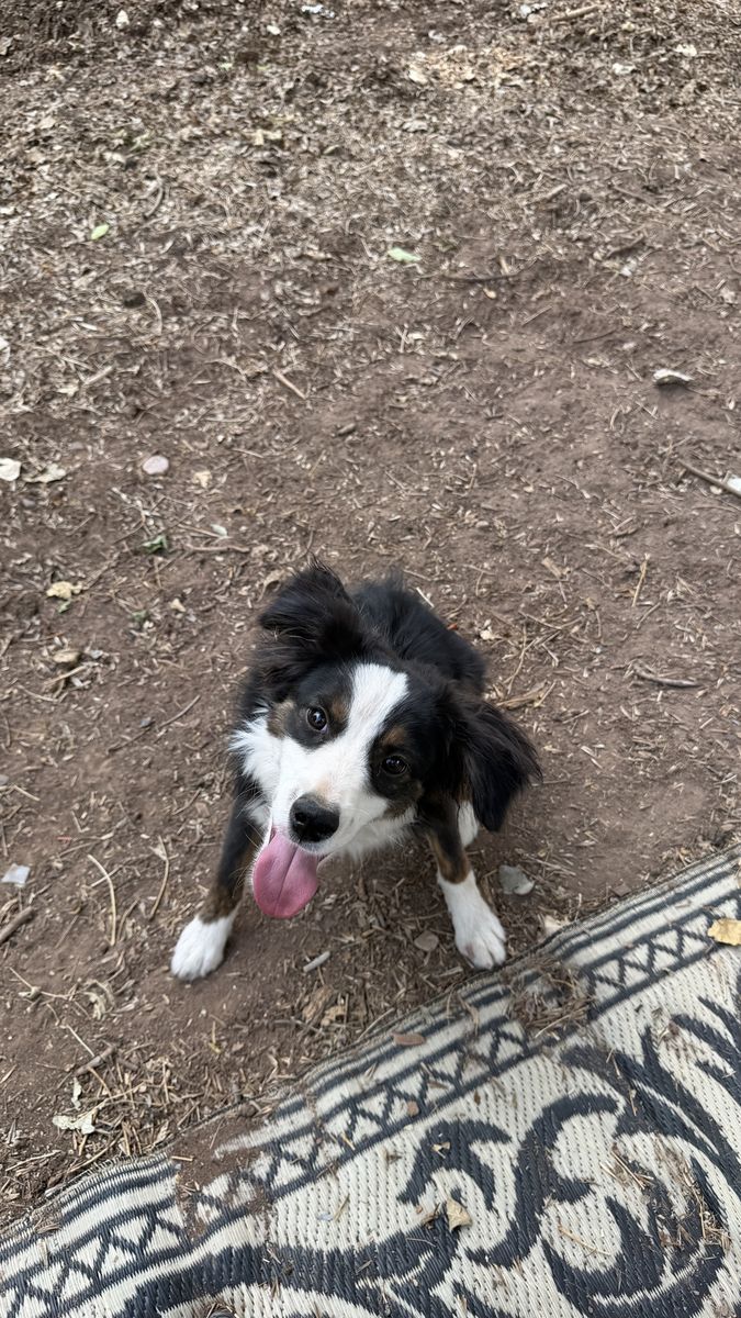 7 month old mini aussie