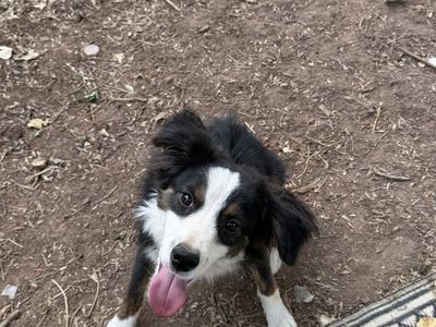 7 month old mini aussie