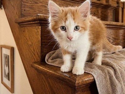 really friendly girl baby kittens