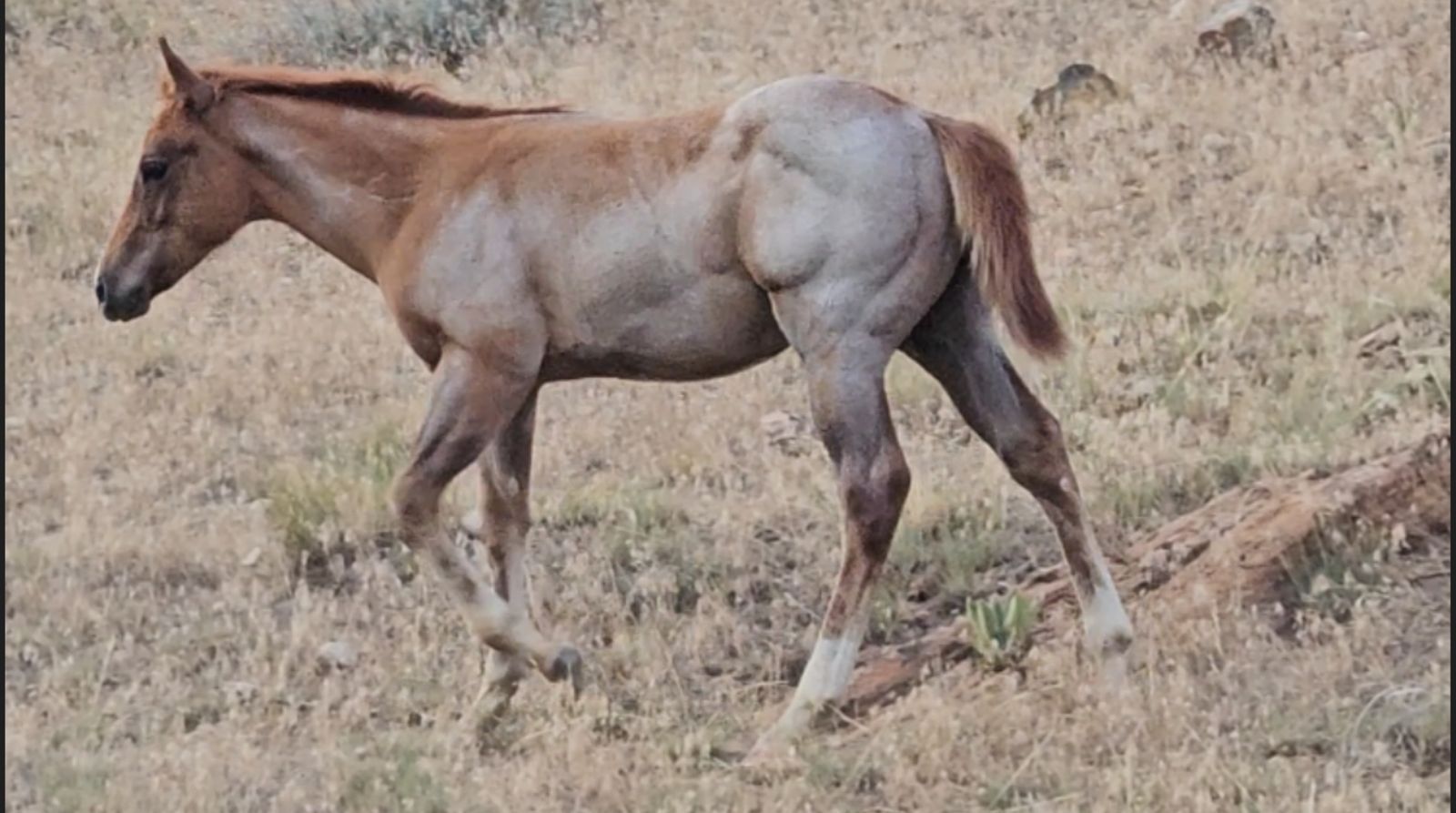 2026 foals
