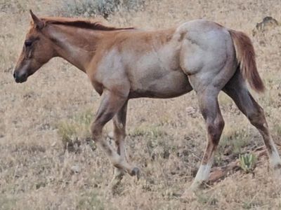 2026 foals