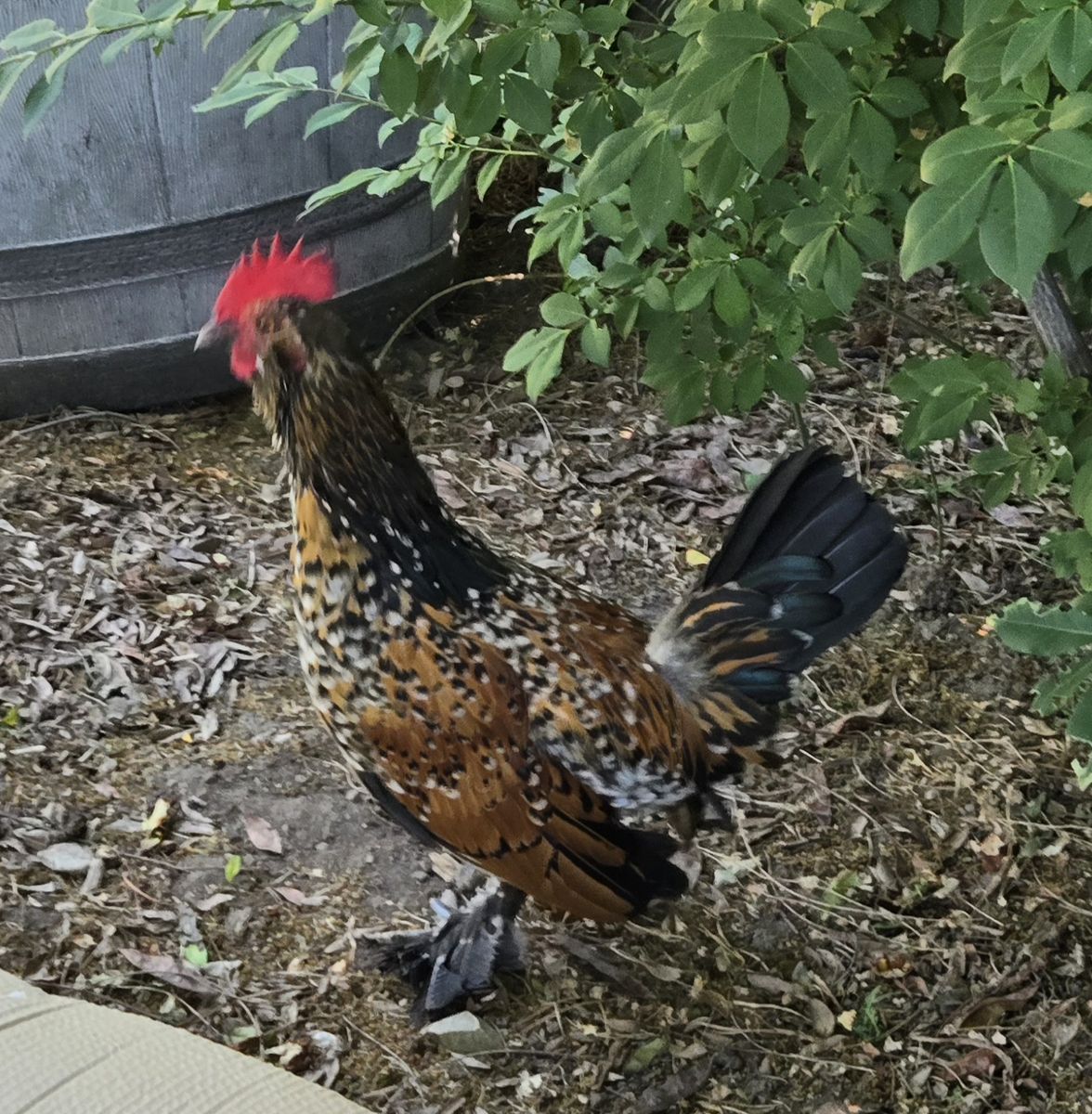 Belgian d'Uccle Rooster Chicken