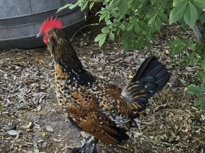 Belgian d'Uccle Rooster Chicken