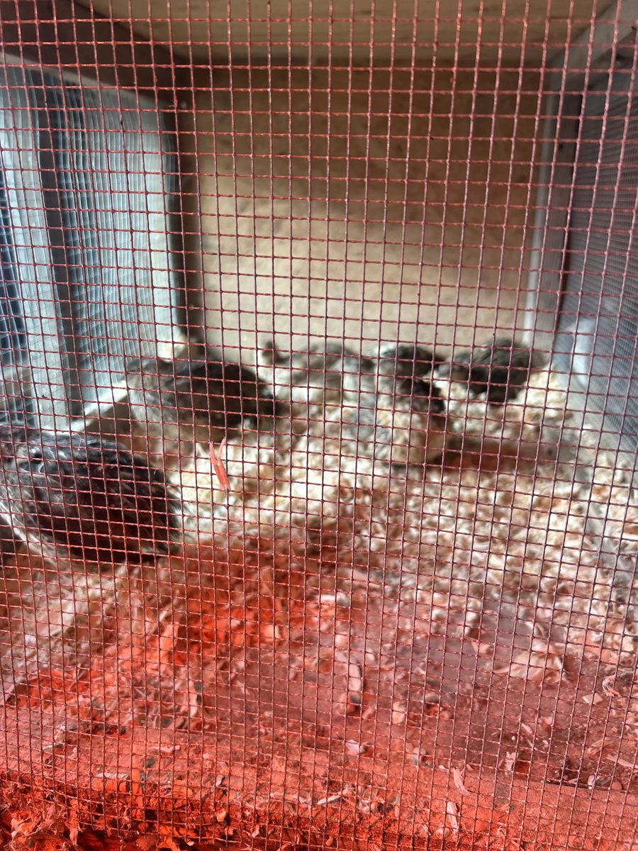 Japanese conturnix Quails