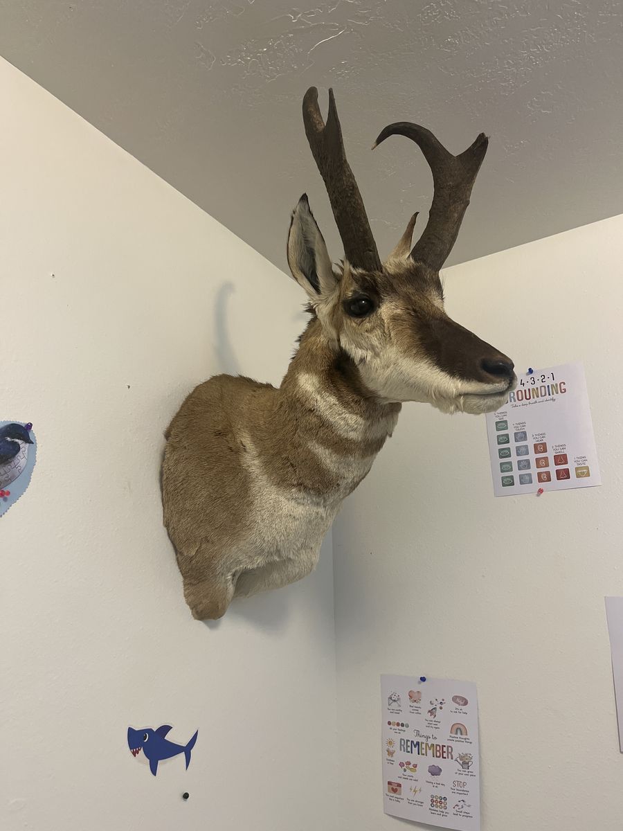 Antolope Shoulder Mount