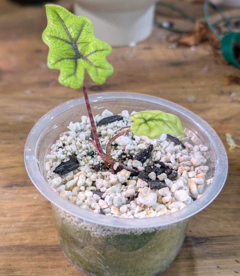 Alocasia Jacklyn Pup