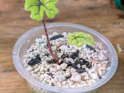 Alocasia Jacklyn Pup