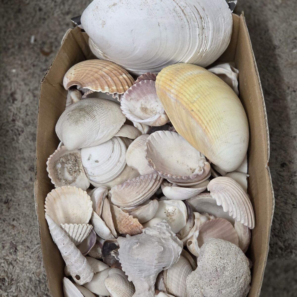 SEA SHELLS