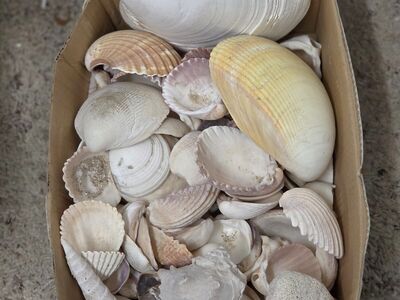SEA SHELLS