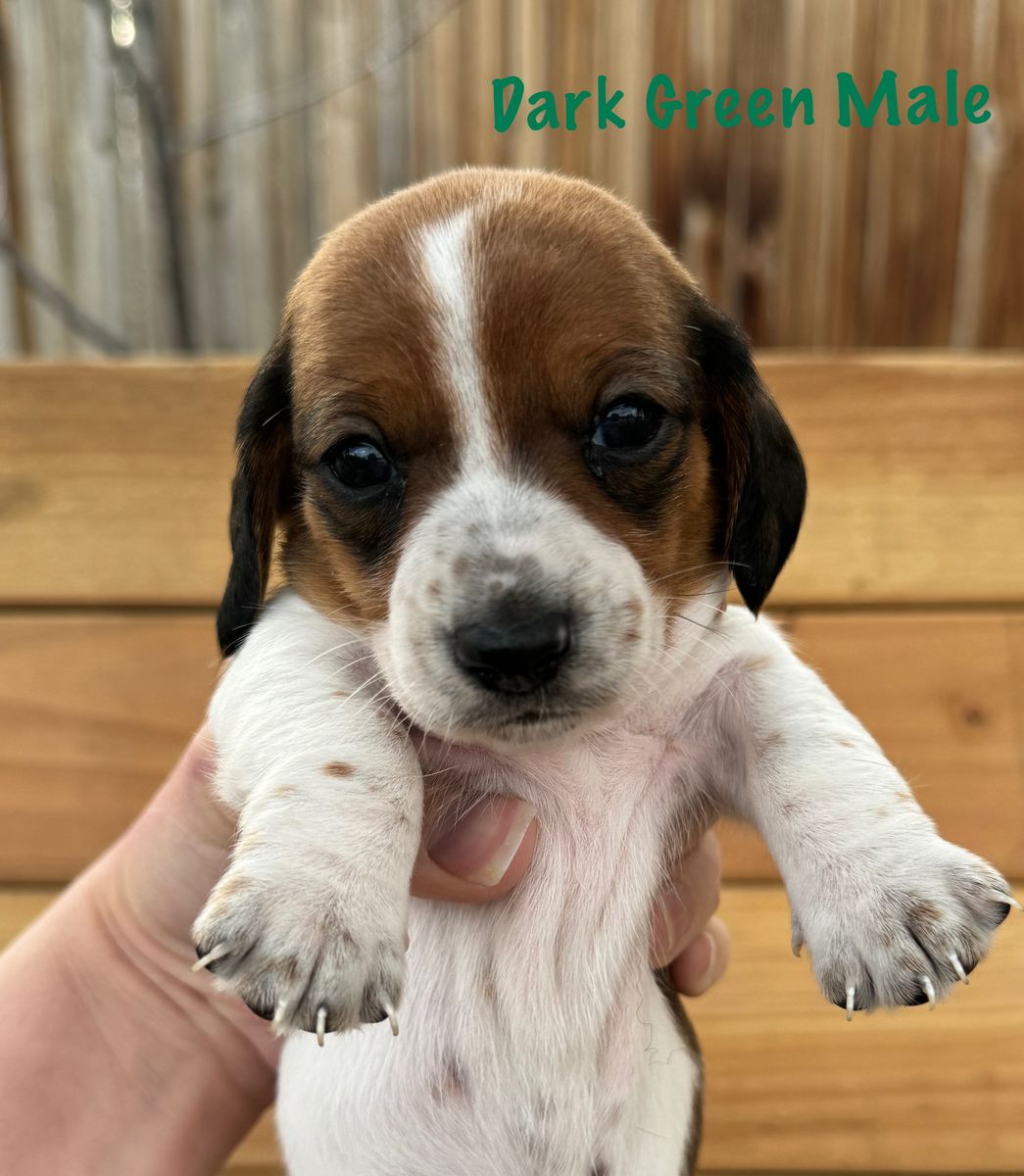 Mini Dachshund Puppies