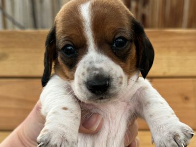 Mini Dachshund Puppies