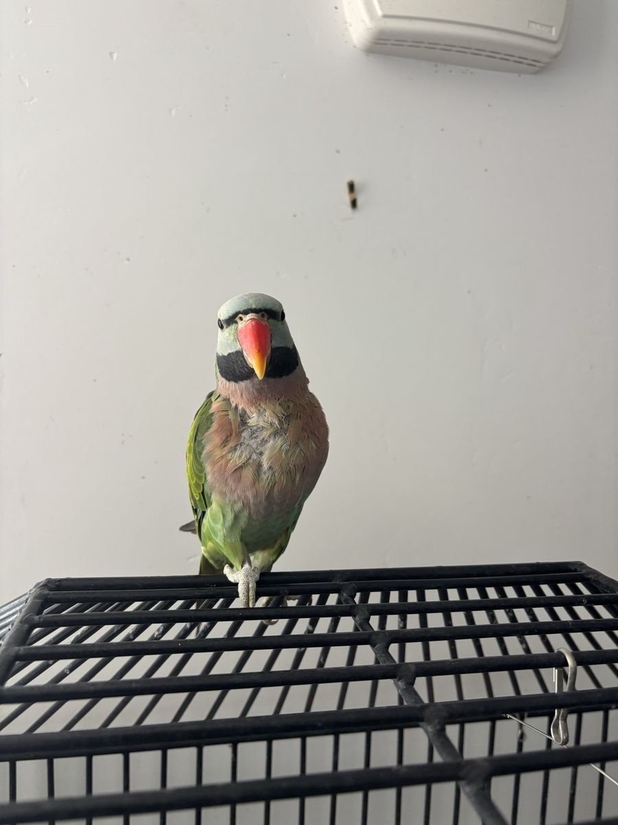 Black beard mustache bird