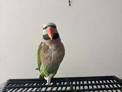 Black beard mustache bird