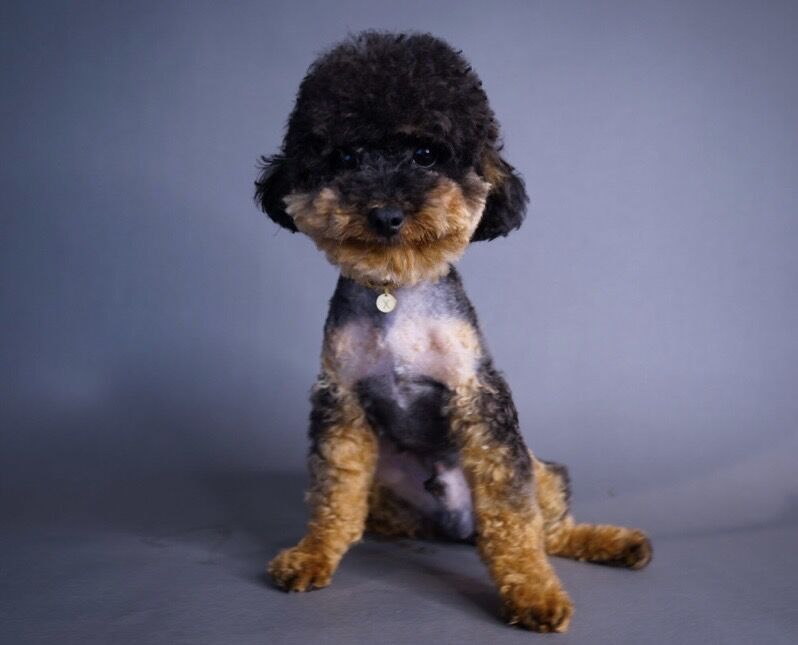 5lb Toy Poodle Phantom Unicorn - THEO