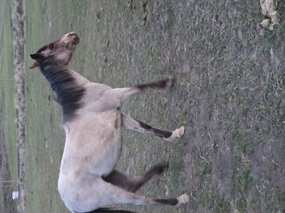 Bay roan filly