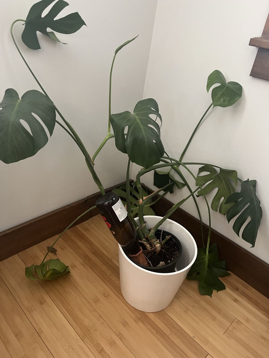 Free Monstera Plant 